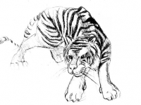 tiger2